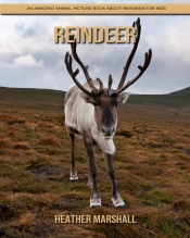 Reindeer