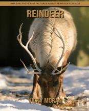 Reindeer