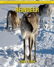 Reindeer