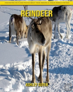 Bertrand.pt - Reindeer