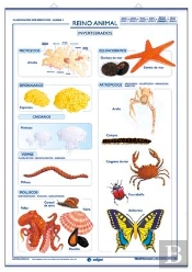 Reino Animal Vertebrados Invertebrados