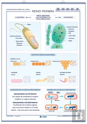 Reino Monera ; Reino Protista