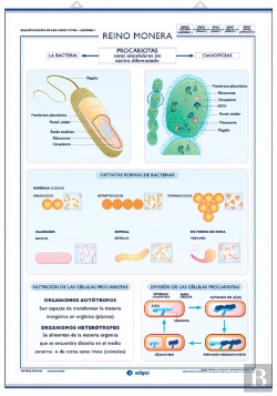Bertrand.pt - Reino Monera ; Reino Protista