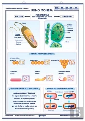 Reino Monera Reino Protista