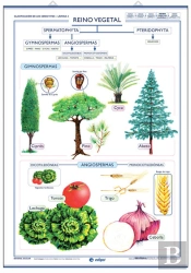 Reino Vegetal ; Reino Hongos