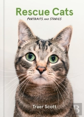 Rescue Cats
