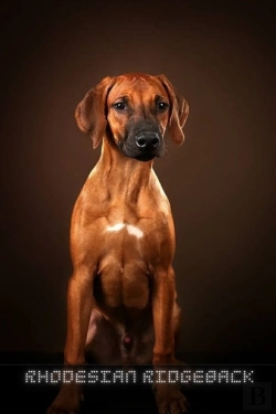 Bertrand.pt - Rhodesian Ridgeback