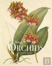 Rhs Orchids