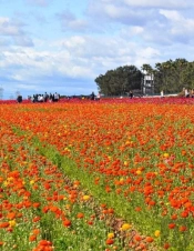 Road To Something New V.1 I.2 - The Flower Fields