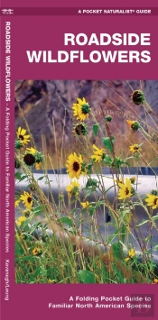 Roadside Wildflowers
