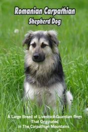 Romanian Carpathian Shepherd Dog