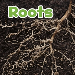 Bertrand.pt - Roots