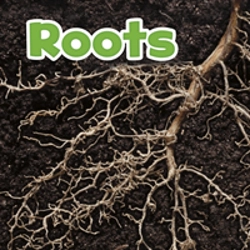 Bertrand.pt - Roots