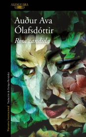Rosa Candida
