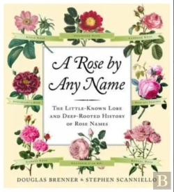 Bertrand.pt - Rose By Any Name