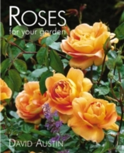 Bertrand.pt - Rose