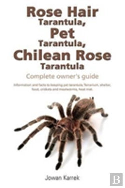 Bertrand.pt - Rose Hair Tarantula, Pet Tarantula, Chilean Rose Tarantula