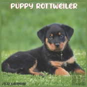 Rottweiler Puppy 2022 Calendar