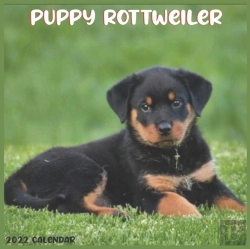Bertrand.pt - Rottweiler Puppy 2022 Calendar