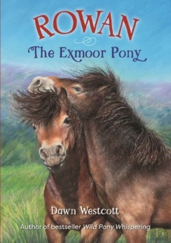 Bertrand.pt - Rowan The Exmoor Pony