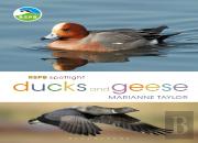 Rspb Spotlight Ducks And Geese