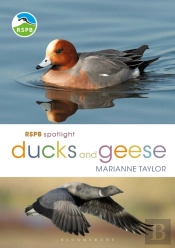 Rspb Spotlight Ducks And Geese