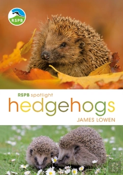 Bertrand.pt - Rspb Spotlight Hedgehogs