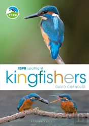 Rspb Spotlight Kingfishers