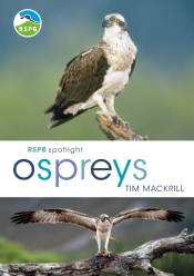 Rspb Spotlight Ospreys