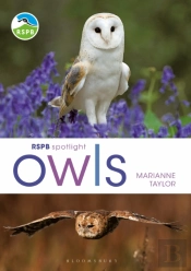 Rspb Spotlight Owls