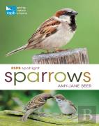Rspb Spotlight Sparrows