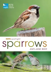 Rspb Spotlight Sparrows