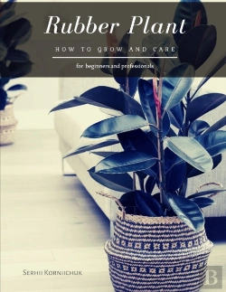 Bertrand.pt - Rubber Plant