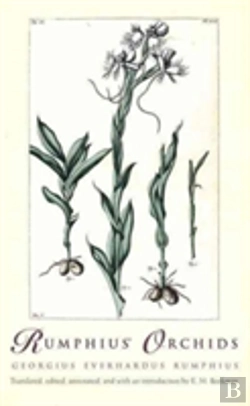 Bertrand.pt - Rumphius' Orchids