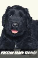 Russian Black Terrier
