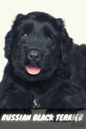 Russian Black Terrier
