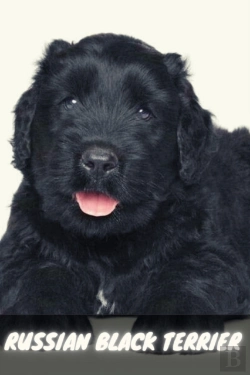 Bertrand.pt - Russian Black Terrier