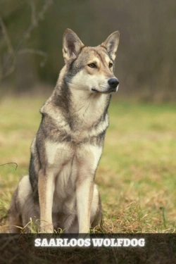 Bertrand.pt - Saarloos Wolfdog