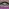 Sails Fluency Purple Set 2