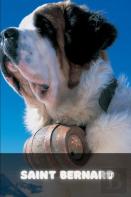 Saint Bernard