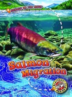 Salmon Migration