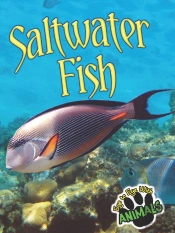 Saltwater Fish