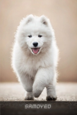 Bertrand.pt - Samoyed
