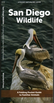 San Diego Wildlife