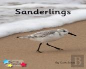 Sanderlings