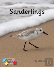 Sanderlings