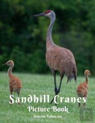 Sandhill Cranes Picture Book