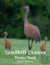 Sandhill Cranes Picture Book