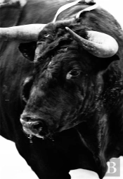 Sangre De Reyes