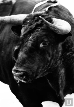Bertrand.pt - Sangre De Reyes